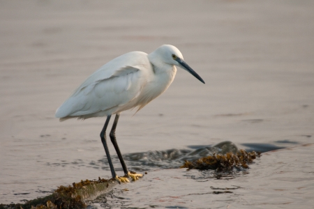 Little Egret fishing on the sea.の写真素材