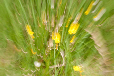 Motinon texture of vegetal based subject の写真素材