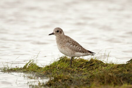 Pluvialis squatarola feeding on the Cavado river near Esposende - Portugalの写真素材