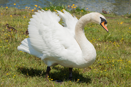 The mute swan (Cygnus olor) is a species of swan and a member of the waterfowl family Anatidae. It is native to much of Eurasia, and (as a rare winter visitor) the far north of Africa. It is an introduced species in North America, Australasia and southern Africa. The name 'mute' derives from it being less vocal than other swan species. Measuring 125 to 170 cm (49 to 67 in) in length, this large swan is wholly white in plumage with an orange beak bordered with black. It is recognisable by its pronounced knob atop the beak, which is larger in males.の写真素材