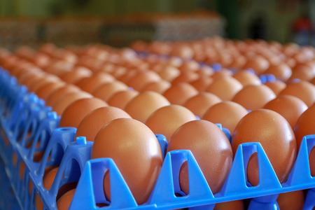 Battery eggs close up