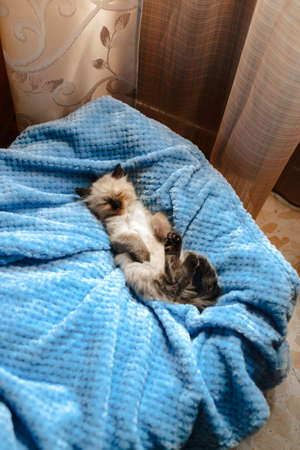 A burmese angora kitten sleeping on a blue cotton blanket with the hind legs up. Copy spaceの写真素材