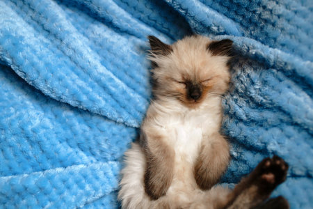 A burmese angora kitten sleeping on a blue cotton blanket with the hind legs up. Copy spaceの写真素材