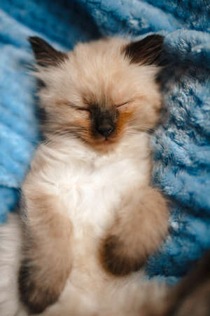 A burmese angora kitten sleeping on a blue cotton blanket with the hind legs up. Copy spaceの写真素材