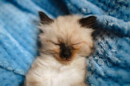 A burmese angora kitten sleeping on a blue cotton blanket with the hind legs up. Copy spaceの写真素材