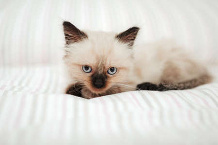 Cute white little kitten with black ears is snuggled up in a white bed while trying to sleep and looking at camera.の写真素材