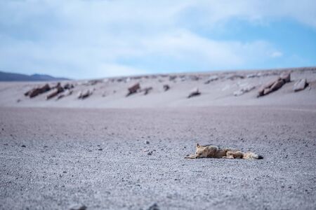 Slim lazy fox lying in the desert, tired, thirsty, drought.