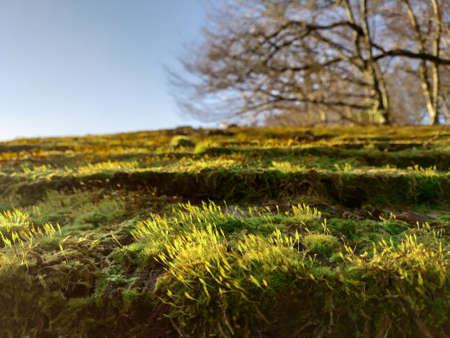 Fresh green moss on old wooden roof shingles on an winter blue skyの写真素材