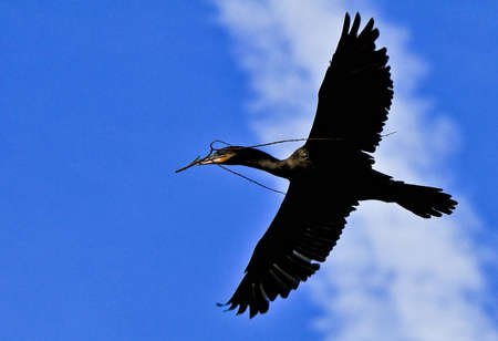 Double crested Cormorant flying with twig in his beak の写真素材