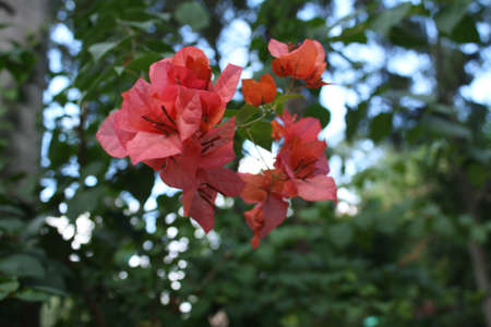Flowersの写真素材