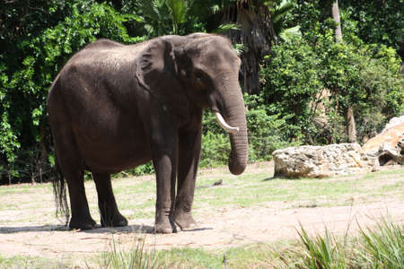 Elephantの写真素材