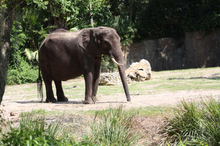 Elephantの写真素材