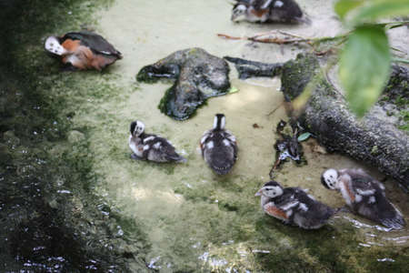 Birdsの写真素材