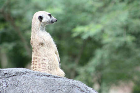 Meerkatの写真素材
