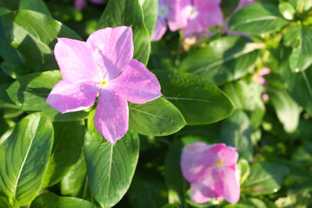 Flowersの写真素材