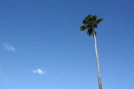 Palm Treesの写真素材