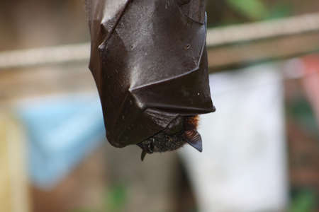 Bat