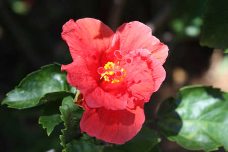 Flowersの写真素材