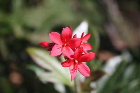 Flowersの写真素材