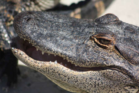 Alligators