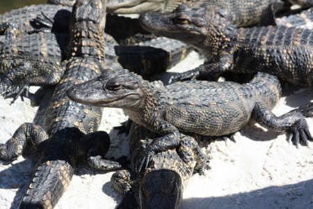 Alligators