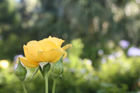Flowersの写真素材