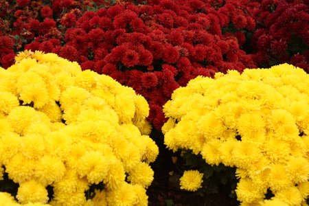 Flowersの写真素材