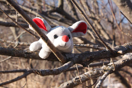 Mouse in the Forestの写真素材