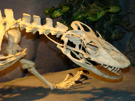 Komodo Dragon skeletonのeditorial素材