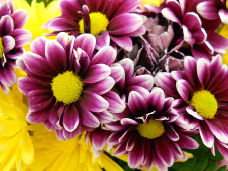 Spring Flowersの写真素材