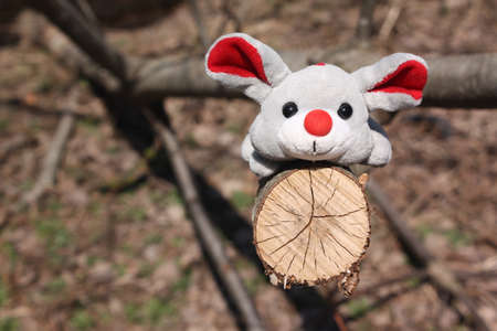 Forest Miceの写真素材