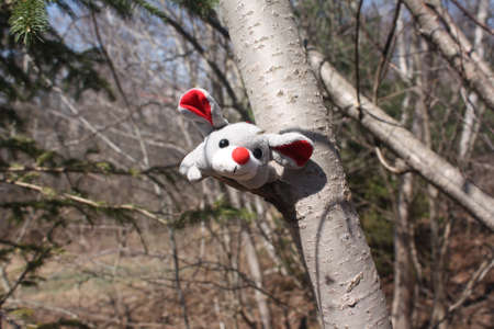 Forest Miceの写真素材