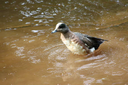 Summer Ducksの写真素材