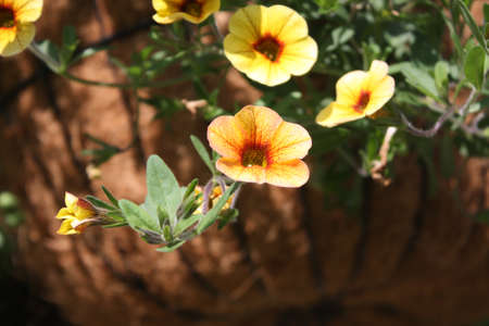 Summer of Flowersの写真素材