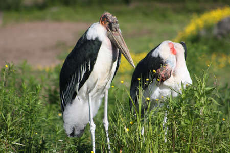 Storkの写真素材