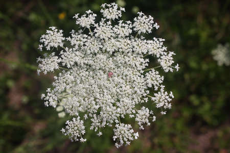 Flowers and plantsの写真素材