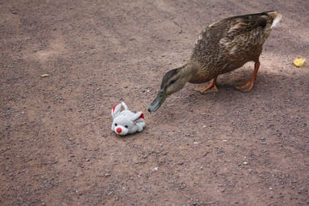Mallard Duck and mouseの写真素材