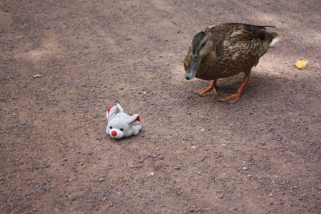 Mallard Duck and mouseの写真素材