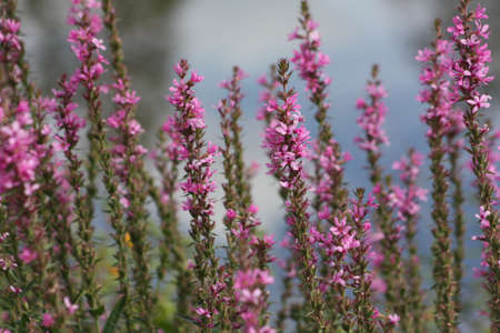 Flowersの写真素材