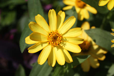The nature of Flowers