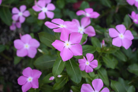 Nature of Flowersの写真素材