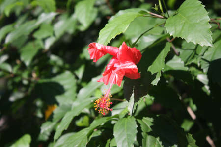 Flowers and Plantsの写真素材