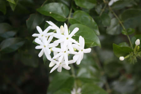 Nature of flowersの写真素材