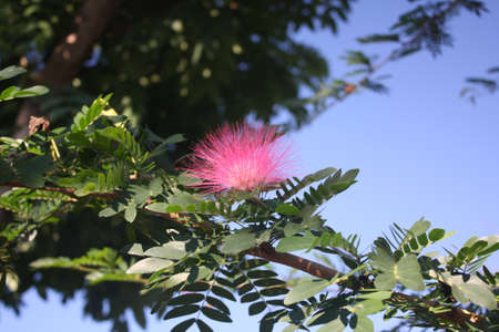 Nature of flowersの写真素材