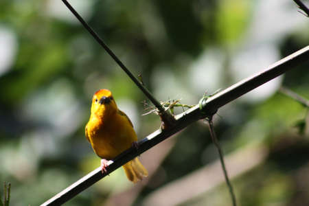 Pretty Birdsの写真素材
