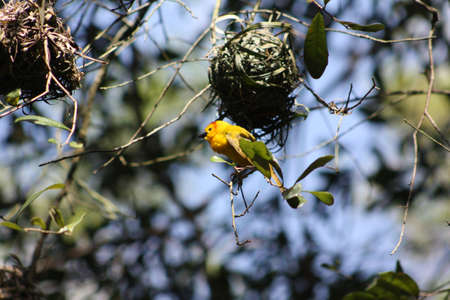 Pretty Birdsの写真素材