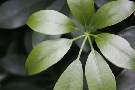 Plantsの写真素材