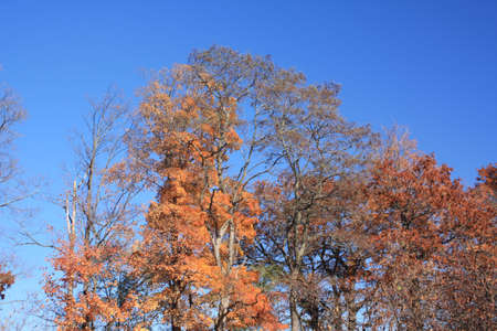 Nature of Autumnの写真素材