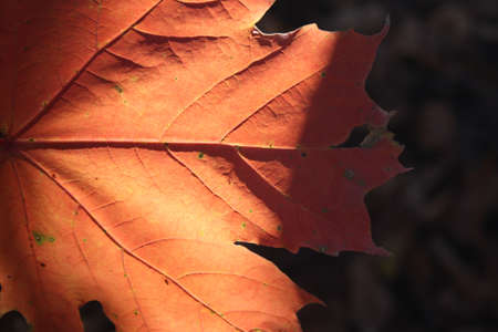 Nature of Autumnの写真素材