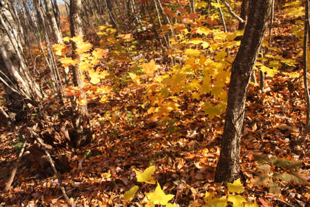 Nature of Autumnの写真素材
